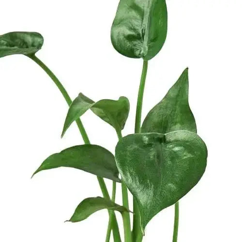 Alocasia Tiny Dancer indoor plant, 4 in pot, glossy green leaves House Plant Shop on Tampa Home & Garden Store