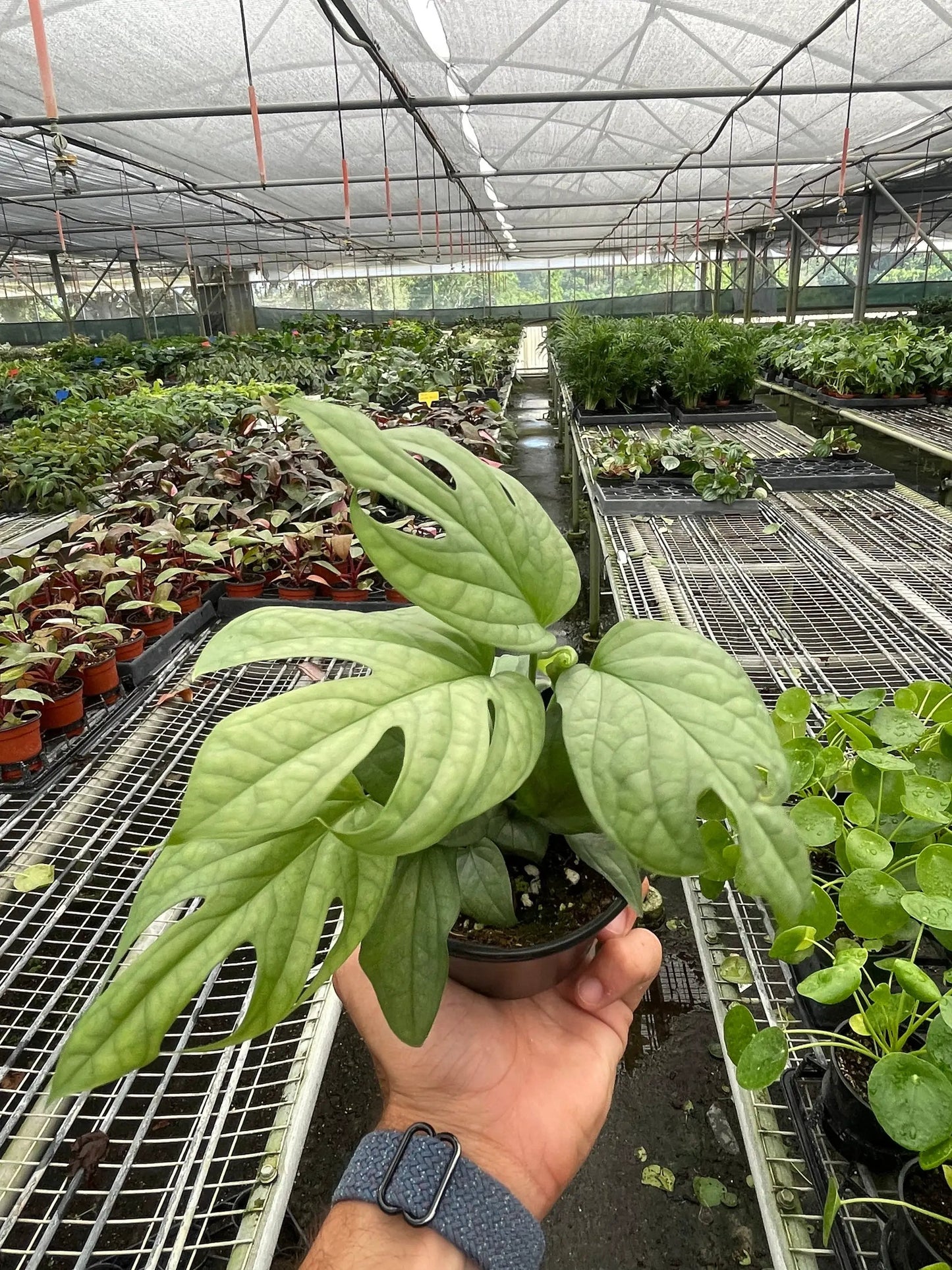 Amydrium 'Silver' - Tampa Home & Garden Store