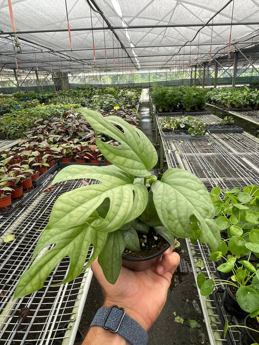 Amydrium Silver Spiderman indoor plant with large green lobed leaves in a pot on a greenhouse on Tampa Home & Garden Store