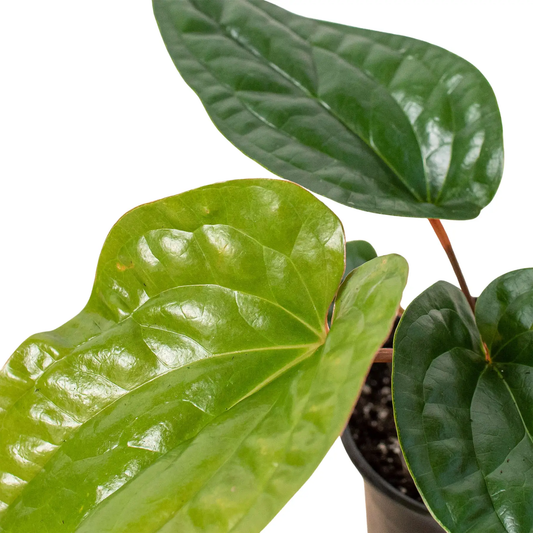 Anthurium Radicans x Luxurians Hybrid indoor plant with glossy green leaves in a pot on Tampa Home & Garden Store