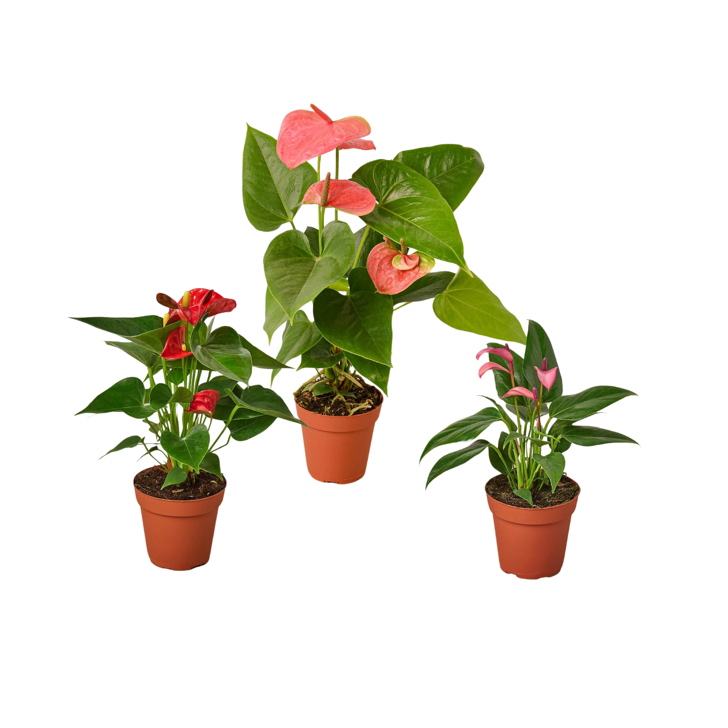 Anthurium Variety Pack All Colors 4 Inch Pots