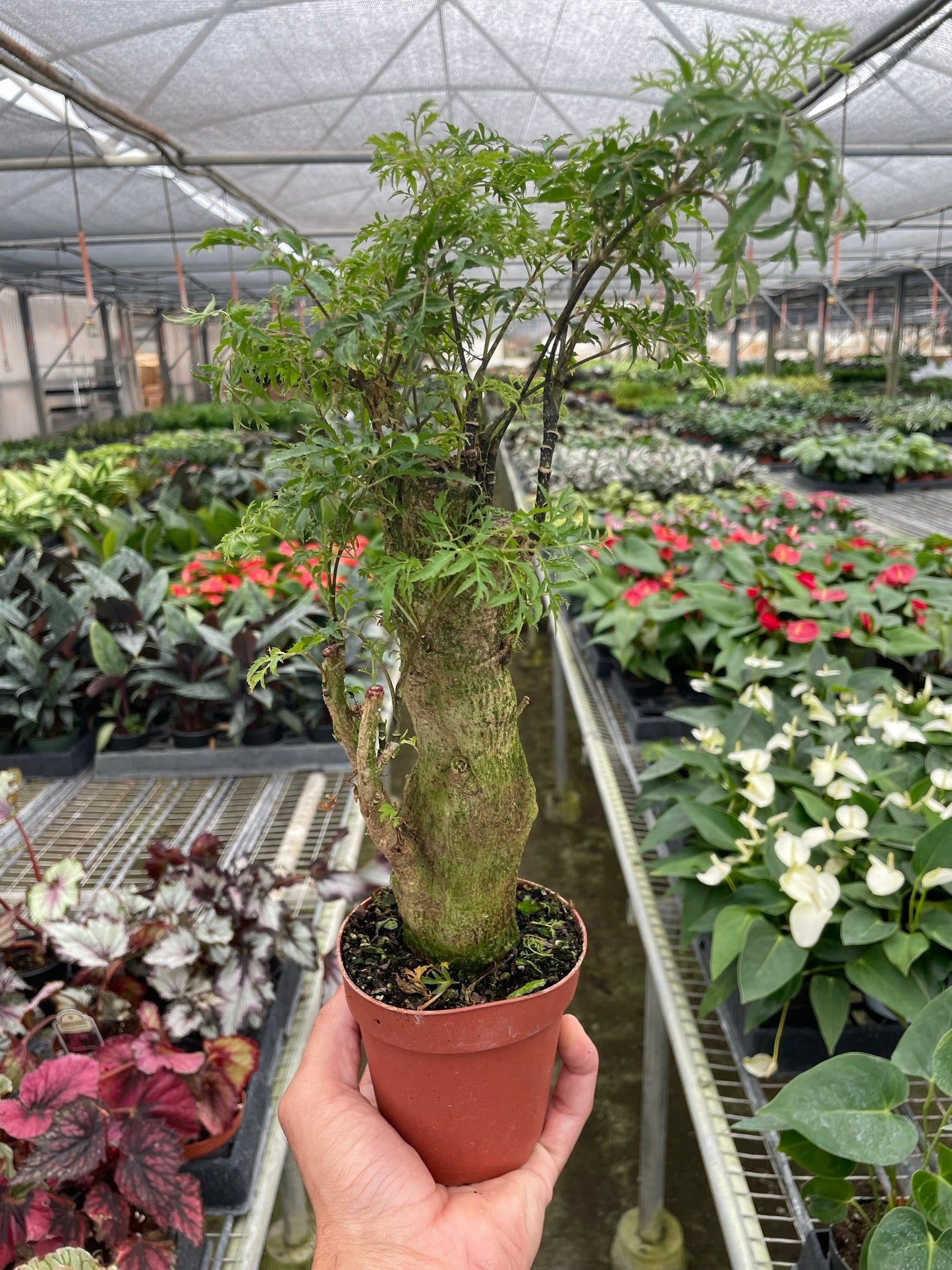 Aralia Ming stump plant in a pot with green leaves on a thick trunk Rooted Treasures Farms on Tampa Home & Garden Store