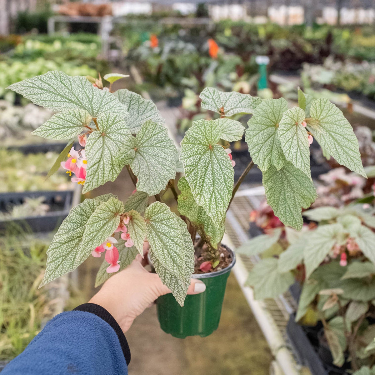 Begonia Frosty indoor plant with silver-veined leaves and pink flowers in a green pot on Tampa Home & Garden Store