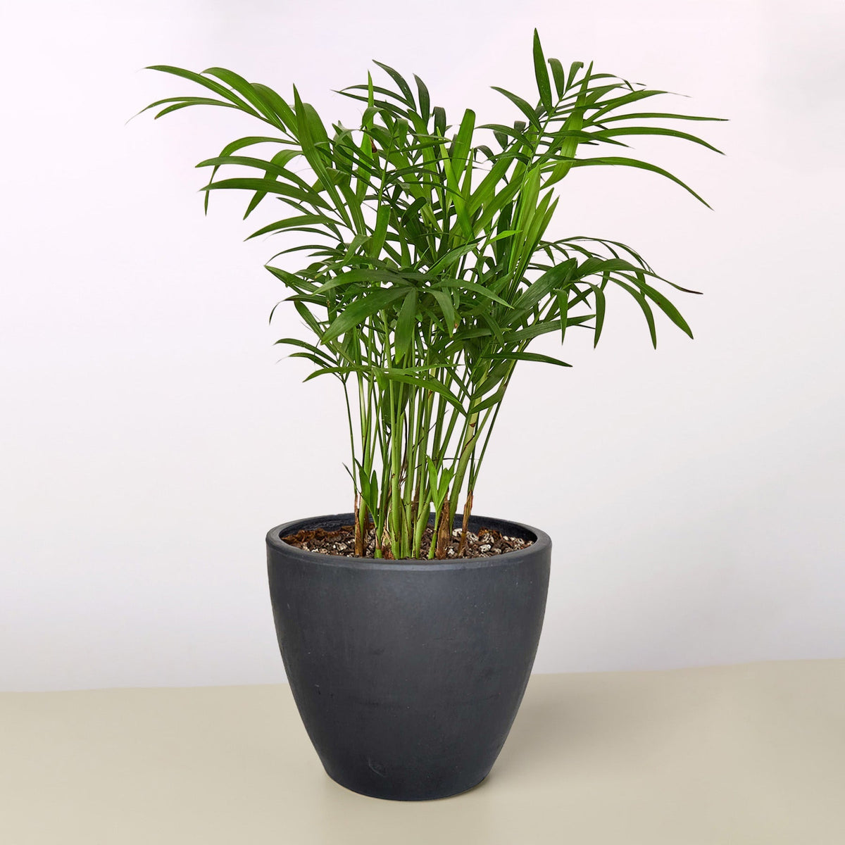 Parlor Palm indoor plant with slender green fronds in a dark gray pot with multiple stems on Tampa Home & Garden Store