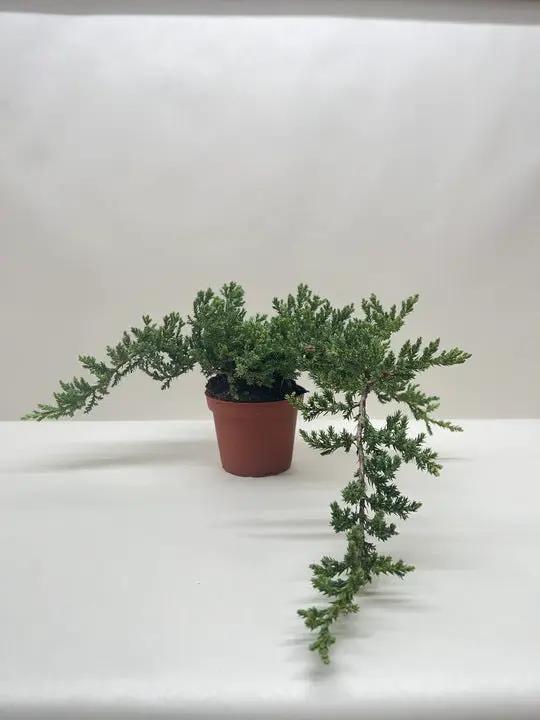 Bonsai Juniper - Tampa Home & Garden Store