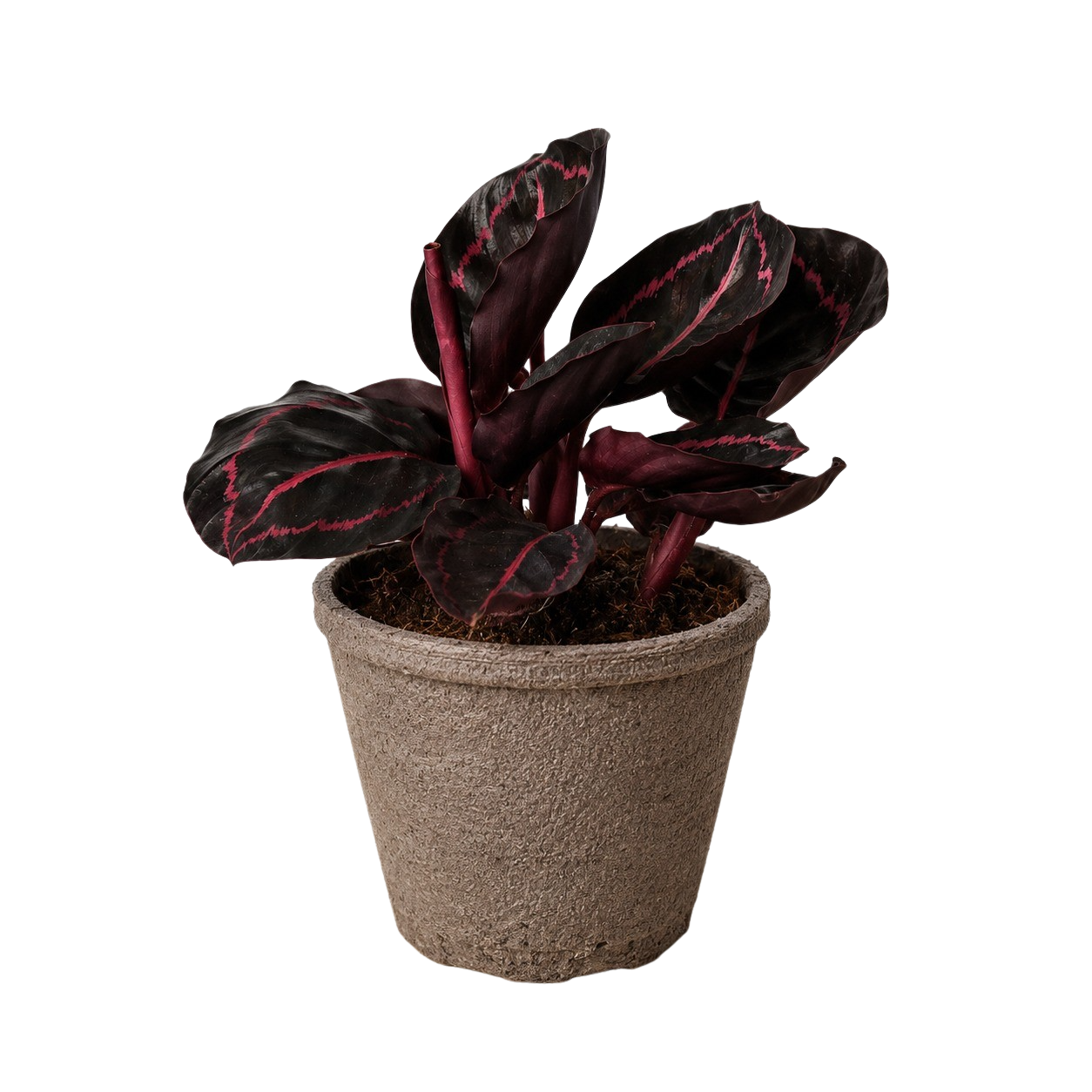 Calathea 'Dottie' potted plant in a clay pot with dark maroon leaves and pink veins on Tampa Home & Garden Store