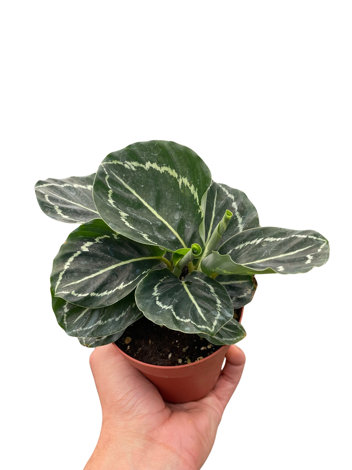 Calathea 'Green Goddess' - Tampa Home & Garden Store