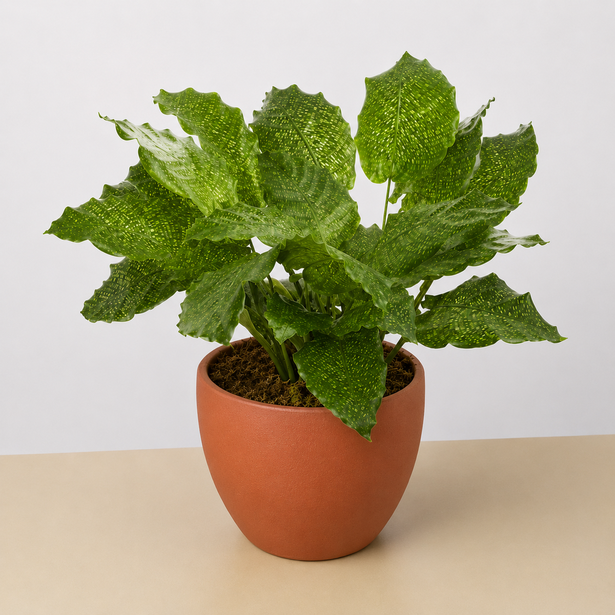 Calathea Musaica 4-inch plant in a terracotta pot with green leaves speckled yellow House Plant Shop on Tampa Home & Garden Store