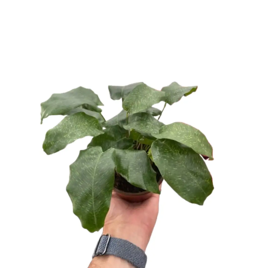 Calathea Musaica Network 4in potted plant with mosaic green leaves from House Plant Shop on Tampa Home & Garden Store