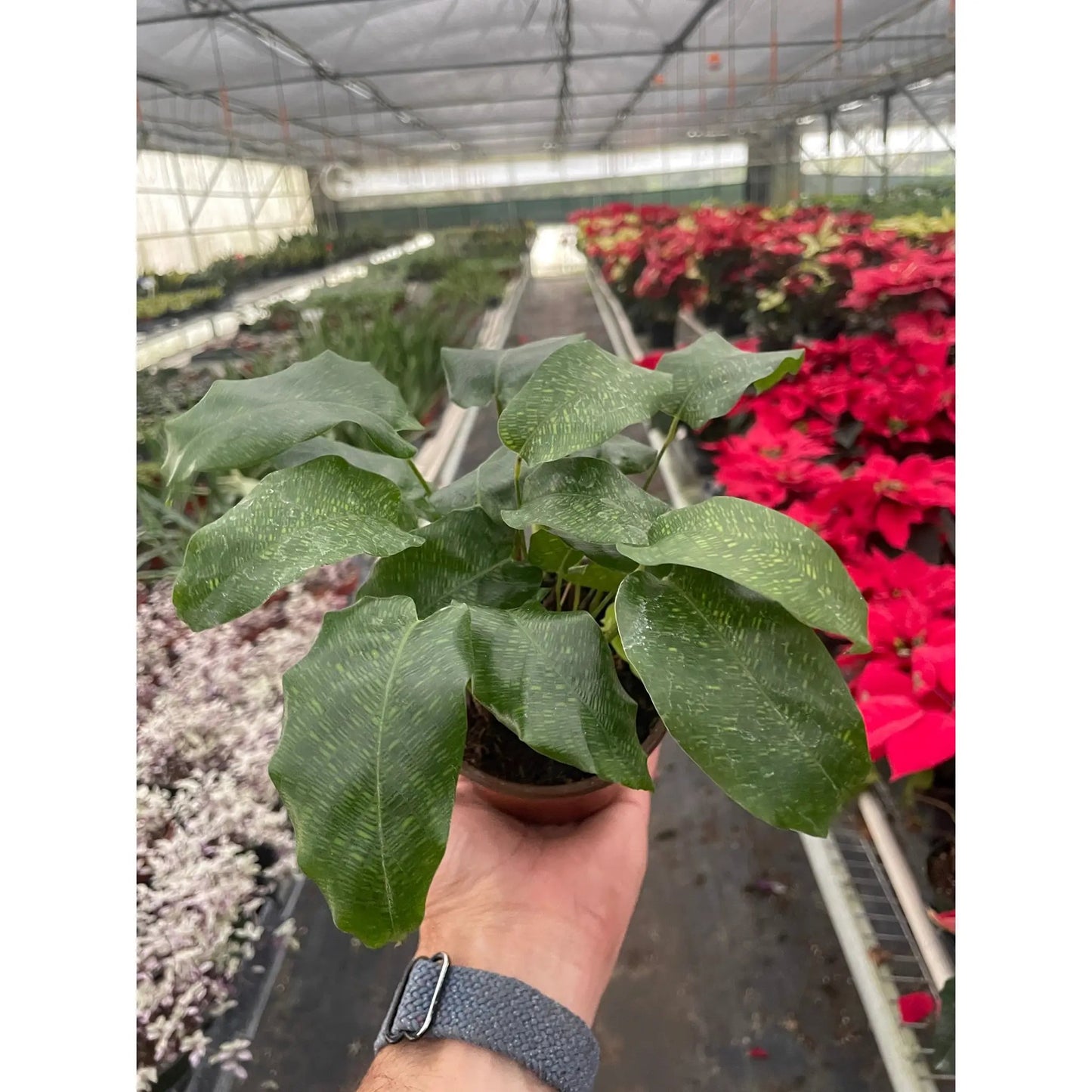 Calathea 'Musaica' - Tampa Home & Garden Store