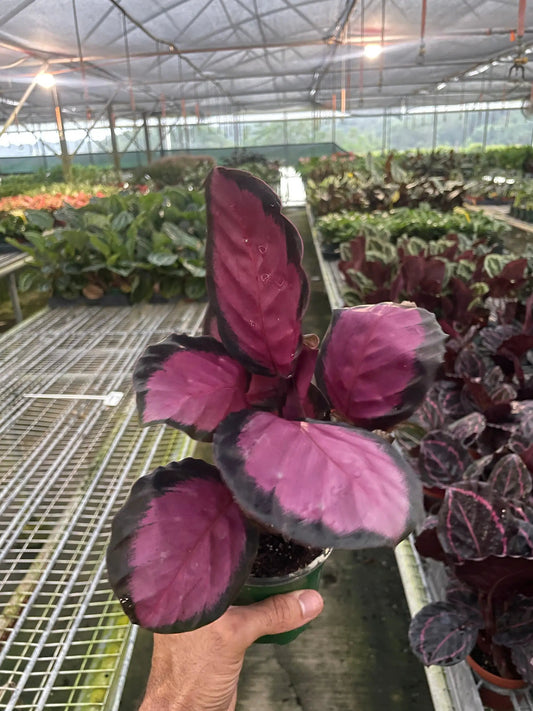 Calathea Purple Rose indoor plant with pink-purple leaves and dark margins in a pot on Tampa Home & Garden Store