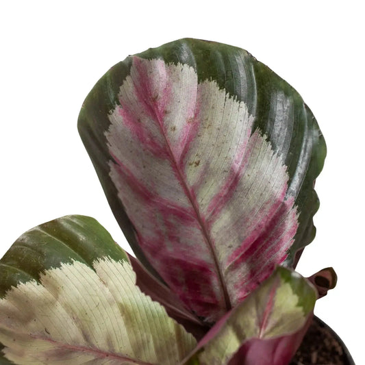 Calathea Roseopicta Silvia prayer plant leaf close-up with pink center and green margins on Tampa Home & Garden Store