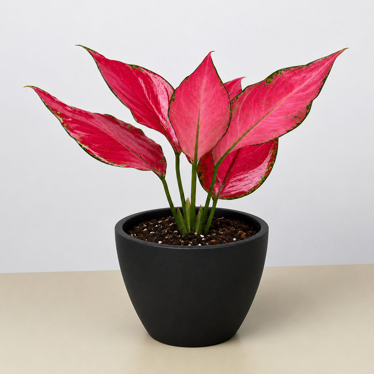 Chinese Evergreen Ruby Garuda 4-inch plant with pink leaves edged in green in a black pot on Tampa Home & Garden Store
