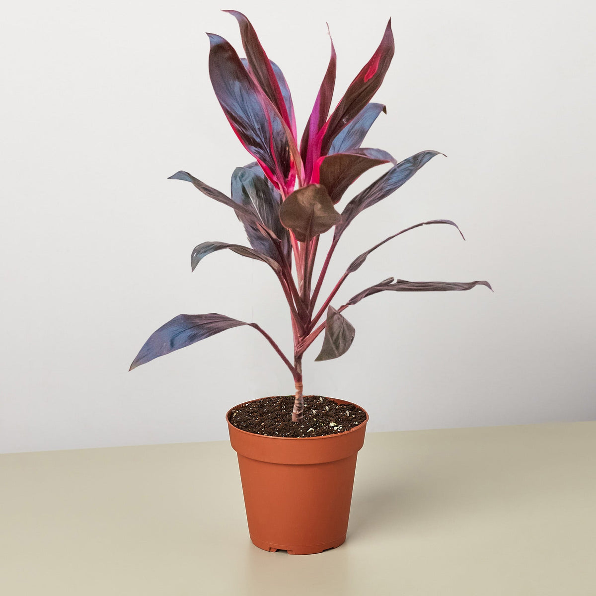 Cordyline Calypso Queen indoor plant with purple-red leaves in a terracotta pot on Tampa Home & Garden Store