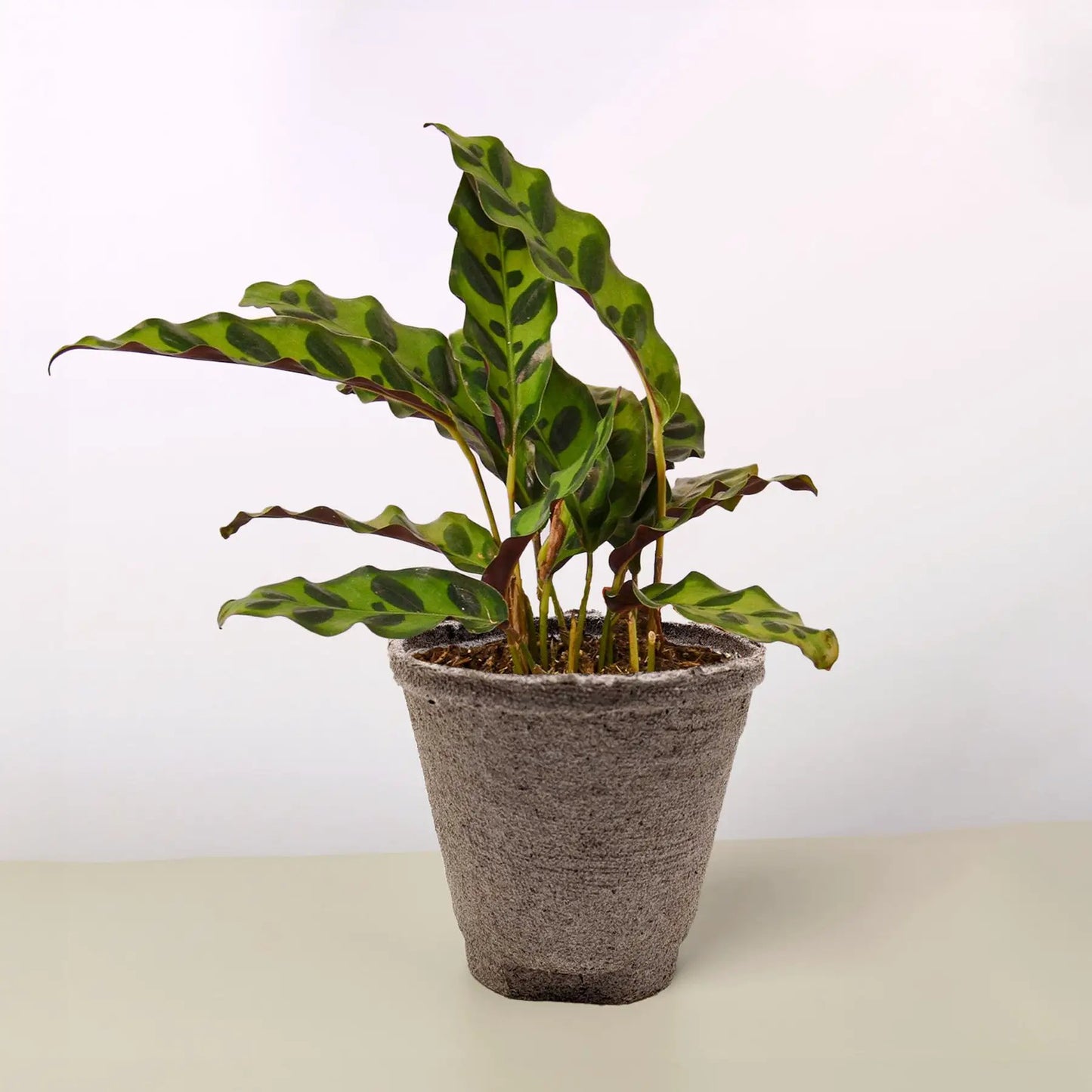Calathea Lancifolia 'Rattlesnake' - Tampa Home & Garden Store