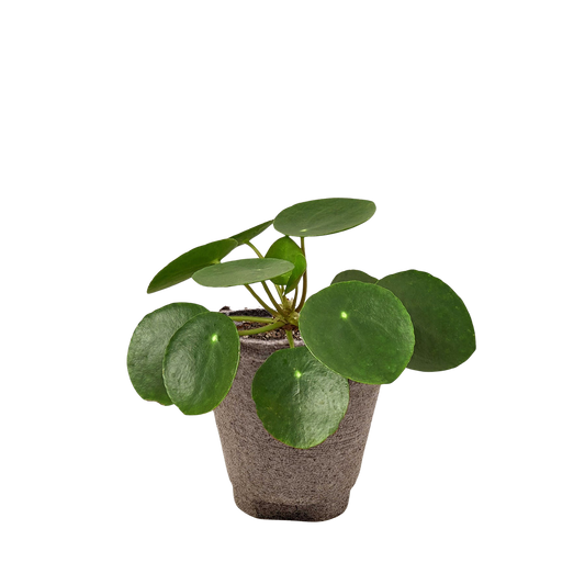 Pilea Peperomioides indoor plant with round coin leaves in a rustic pot on Tampa Home & Garden Store