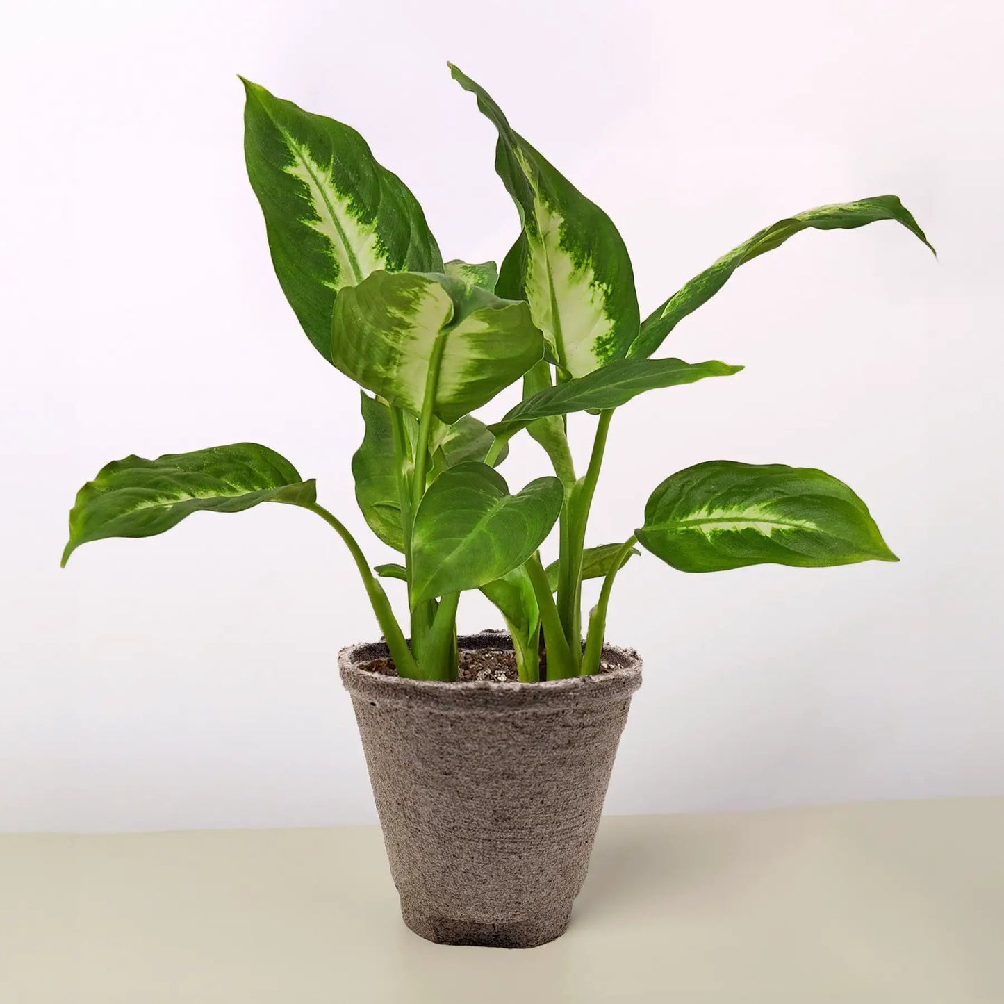 Dieffenbachia Camille - Tampa Home & Garden Store