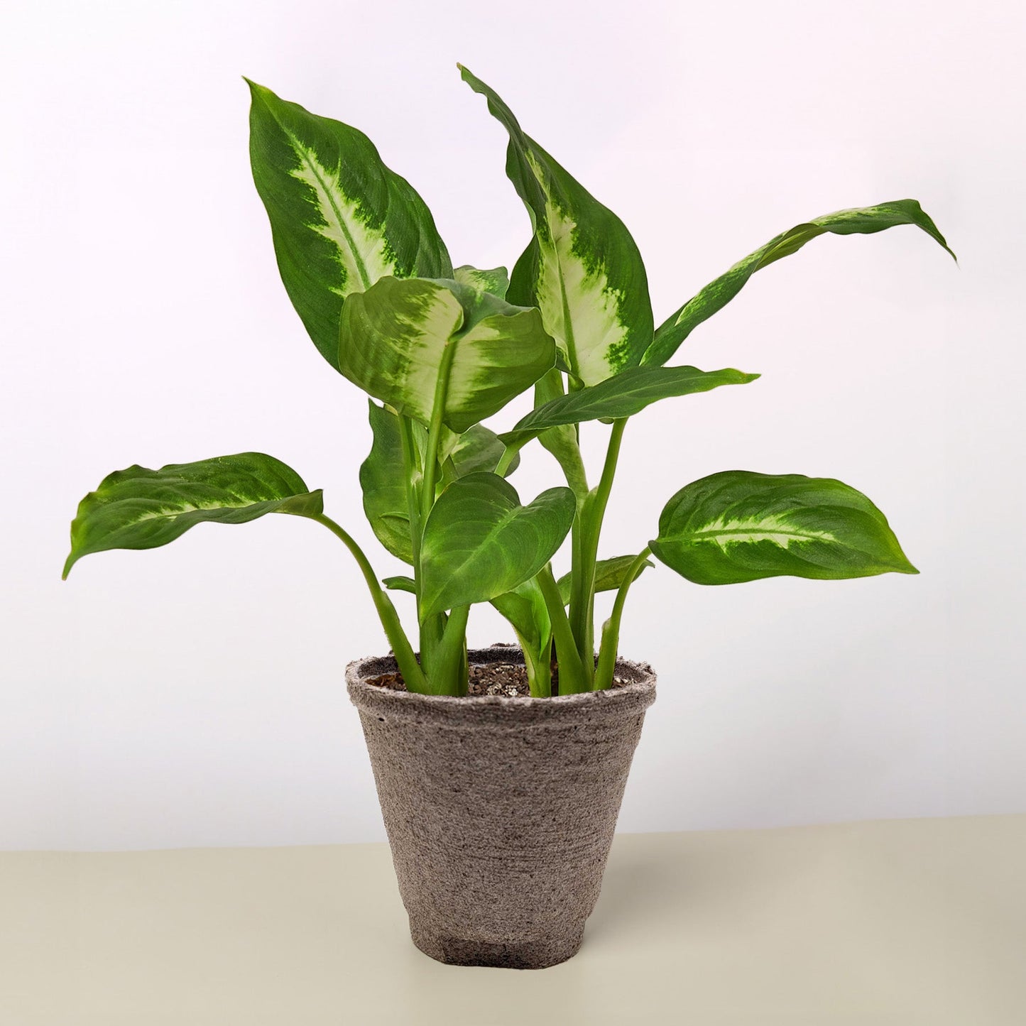 Dieffenbachia Camille indoor plant with variegated leaves in a textured gray pot on Tampa Home & Garden Store