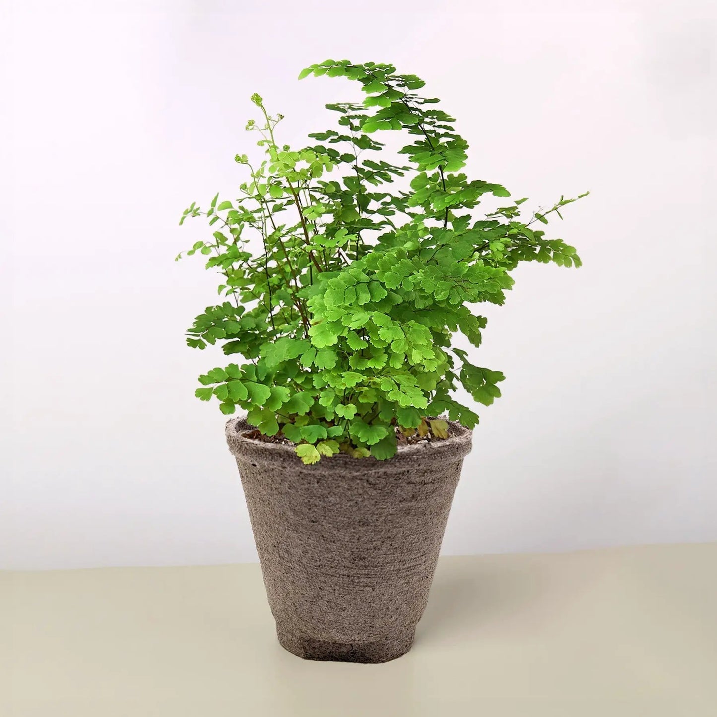 Maidenhair Fern - Tampa Home & Garden Store
