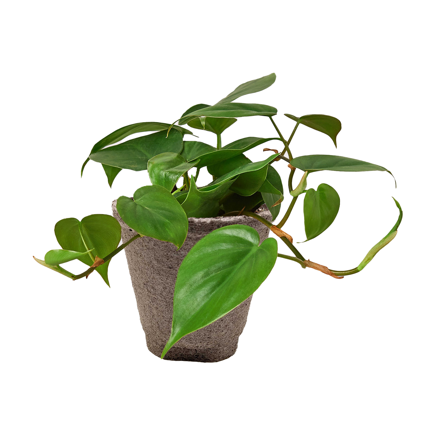 Cordatum Heartleaf Philodendron in textured gray pot with trailing green leaves on Tampa Home & Garden Store