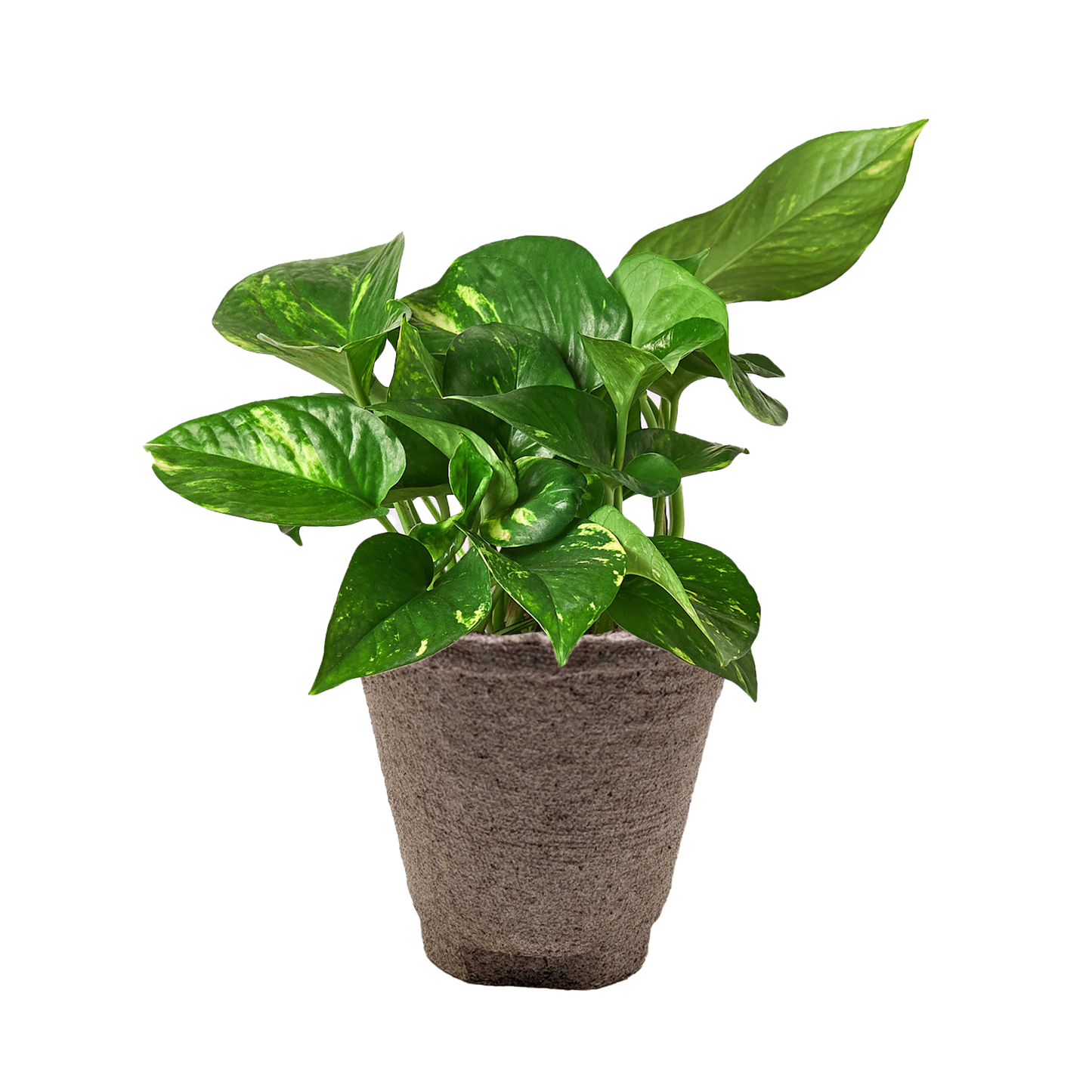 Pothos Golden indoor potted plant with variegated green leaves in a textured brown pot on Tampa Home & Garden Store