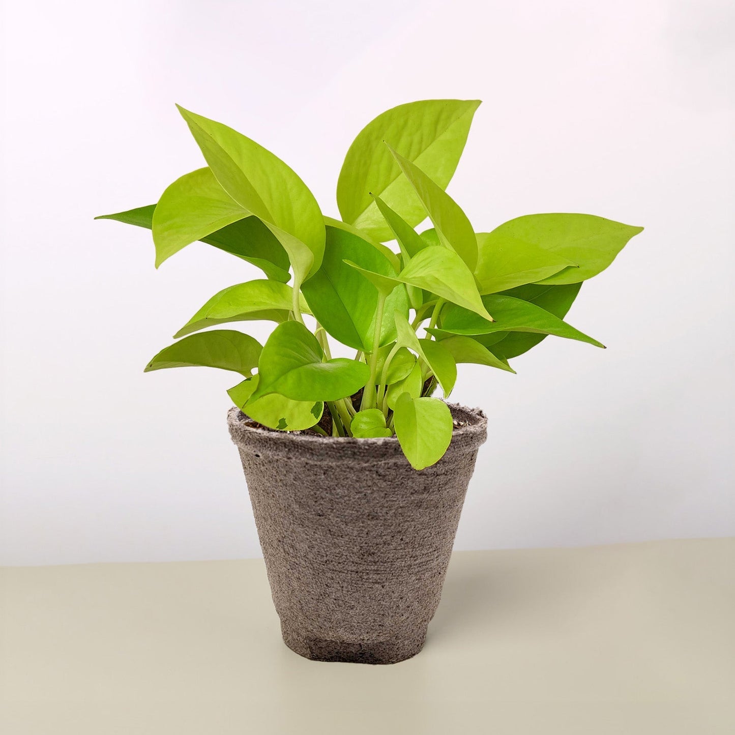 Pothos Neon indoor plant with neon green leaves in a textured gray pot Rooted Treasures Farms on Tampa Home & Garden Store