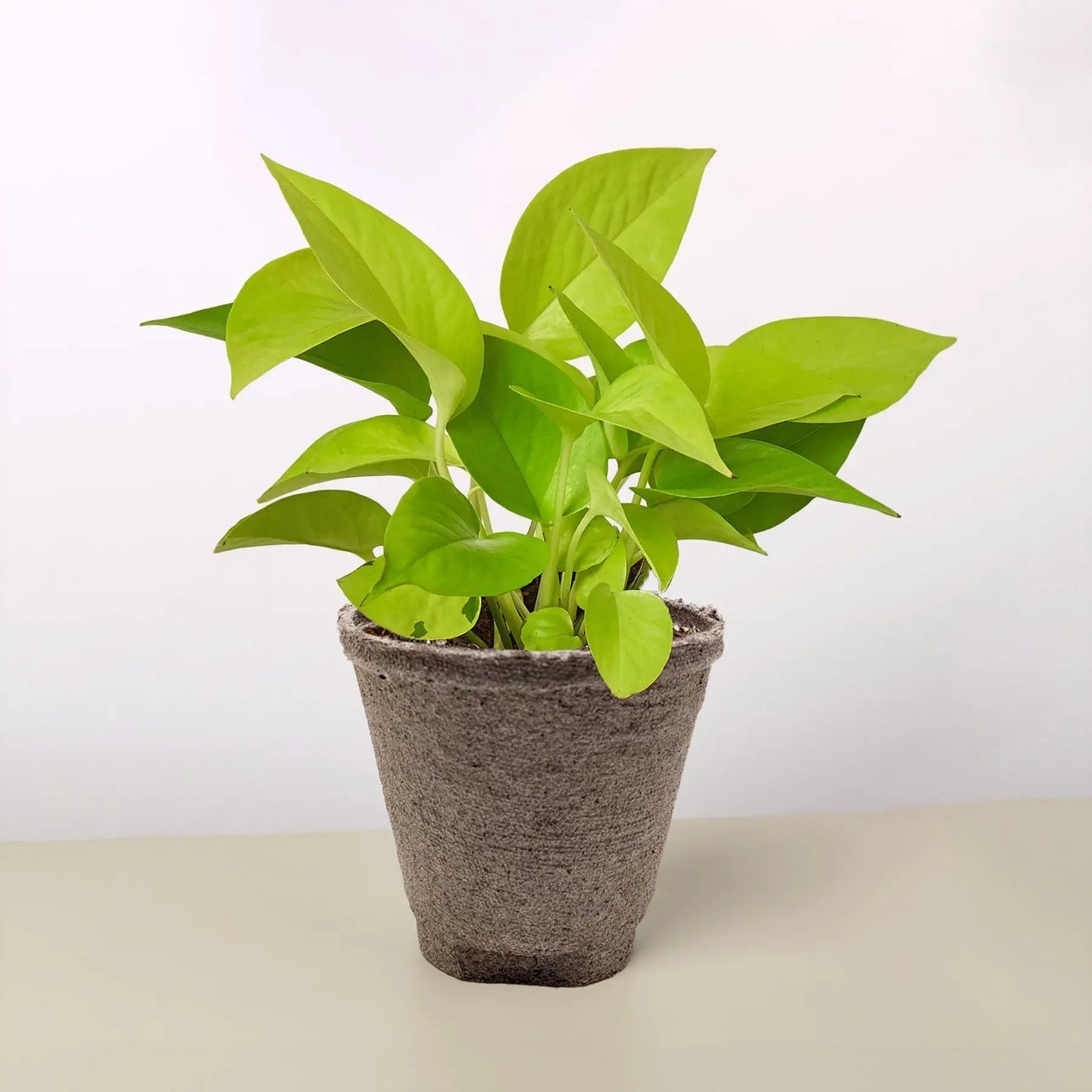 Pothos 'Neon' - Tampa Home & Garden Store