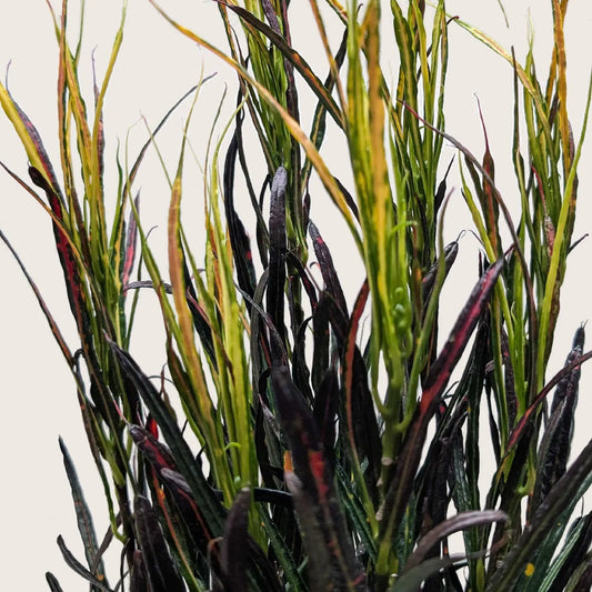 Croton Picasso Paintbrush plant with variegated leaves in green, yellow, and burgundy on Tampa Home & Garden Store