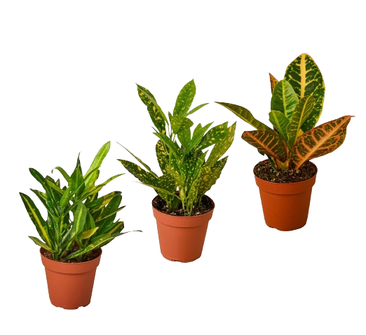 3 Croton Variety Pack in 4 Inch Pots Live Plants