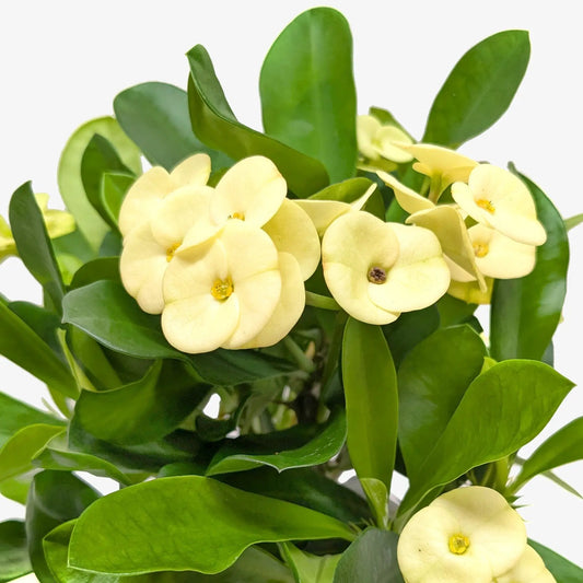 Crown of Thorns plant with pale yellow flowers and glossy green leaves, 6-inch plant on Tampa Home & Garden Store