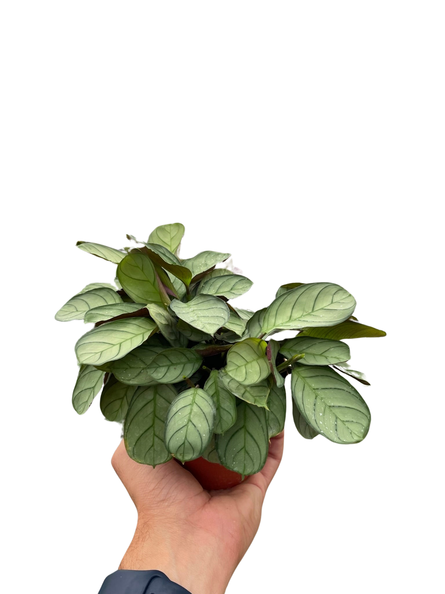 Ctenanthe burle-marxii 'Amagris' - Tampa Home & Garden Store