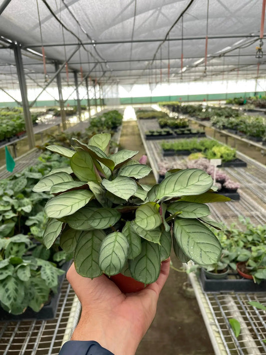 Ctenanthe Burle-Marxii Amagris prayer plant, green veined indoor foliage in small pot on Tampa Home & Garden Store