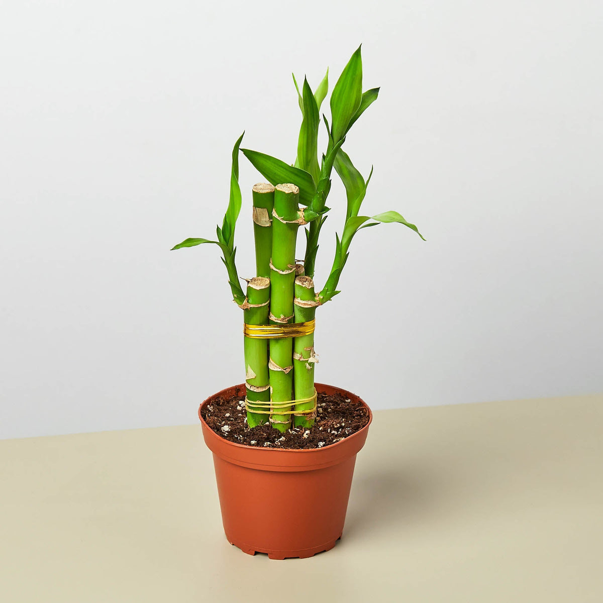 Dracaena Lucky Bamboo indoor plant with several green stalks in a terracotta pot on Tampa Home & Garden Store