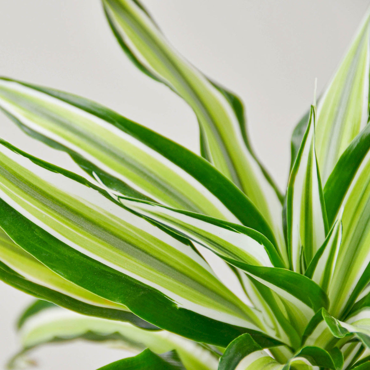 Dracaena Malaika indoor plant with variegated green and lime striped leaves on Tampa Home & Garden Store