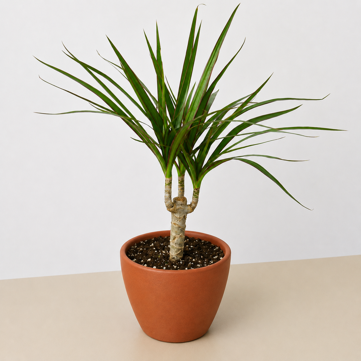 Dracaena Marginata Cane indoor plant with multiple trunks and long leaves in a clay pot on Tampa Home & Garden Store