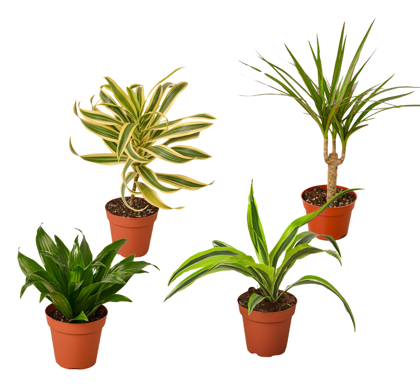 Four Dracaena Variety Pack House Plant 4 Inch Pot