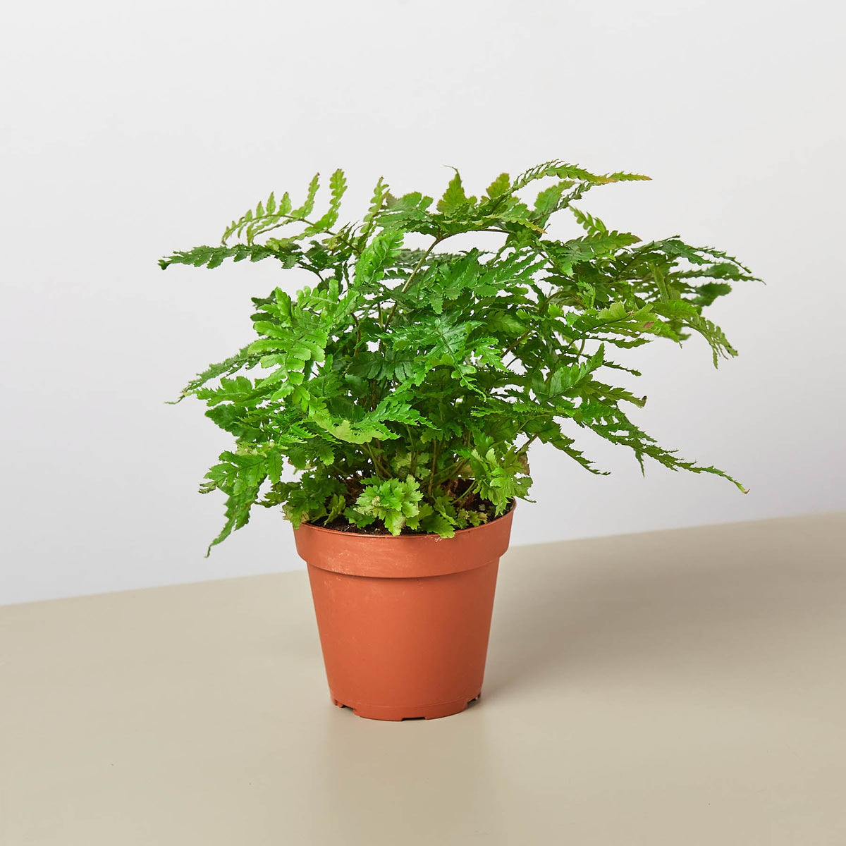 Austral Gem Fern indoor plant in a pot with bright green fronds by House Plant Shop on Tampa Home & Garden Store