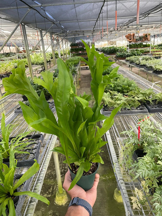 Green Flame Fern Microsorum Punctatum indoor plant in pot with bright green fronds on Tampa Home & Garden Store