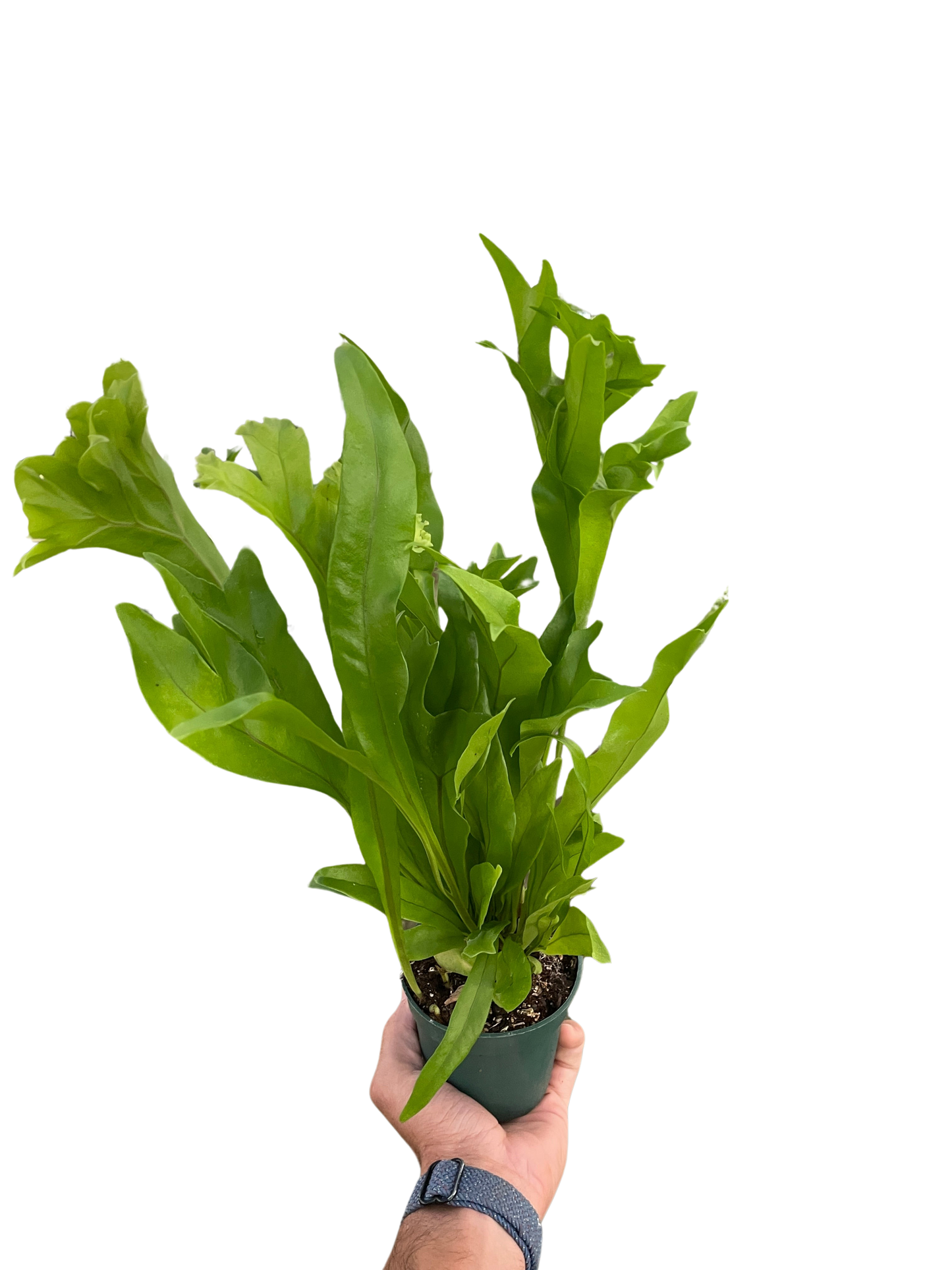 Fern 'Green Flame' - Tampa Home & Garden Store
