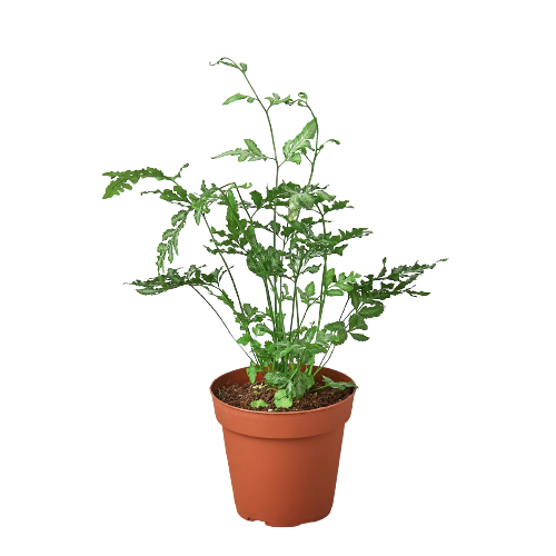 Compact Silver Lace Fern Pteris Ensiformis in 2in terracotta pot, House Plant Shop on Tampa Home & Garden Store
