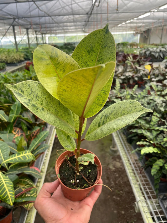 Ficus Moonshine shivereana variegated plant in small pot with yellow-green leaves on Tampa Home & Garden Store