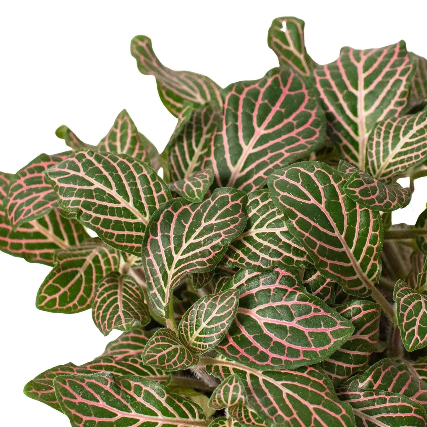 Fittonia 'Pink' - Tampa Home & Garden Store