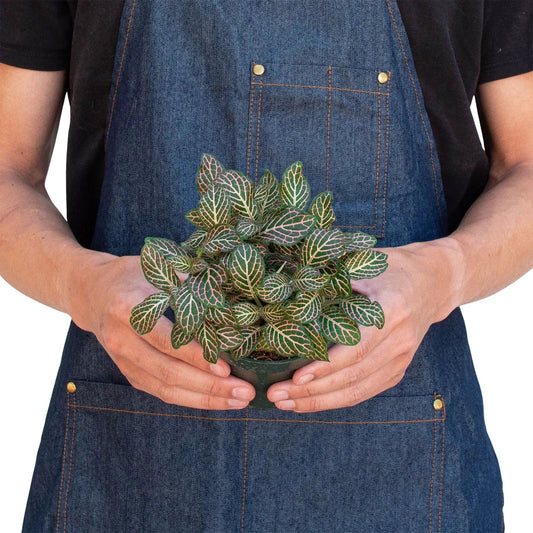 Fittonia Albivenis Pink Nerve Plant 6in potted houseplant with pink-veined leaves on Tampa Home & Garden Store