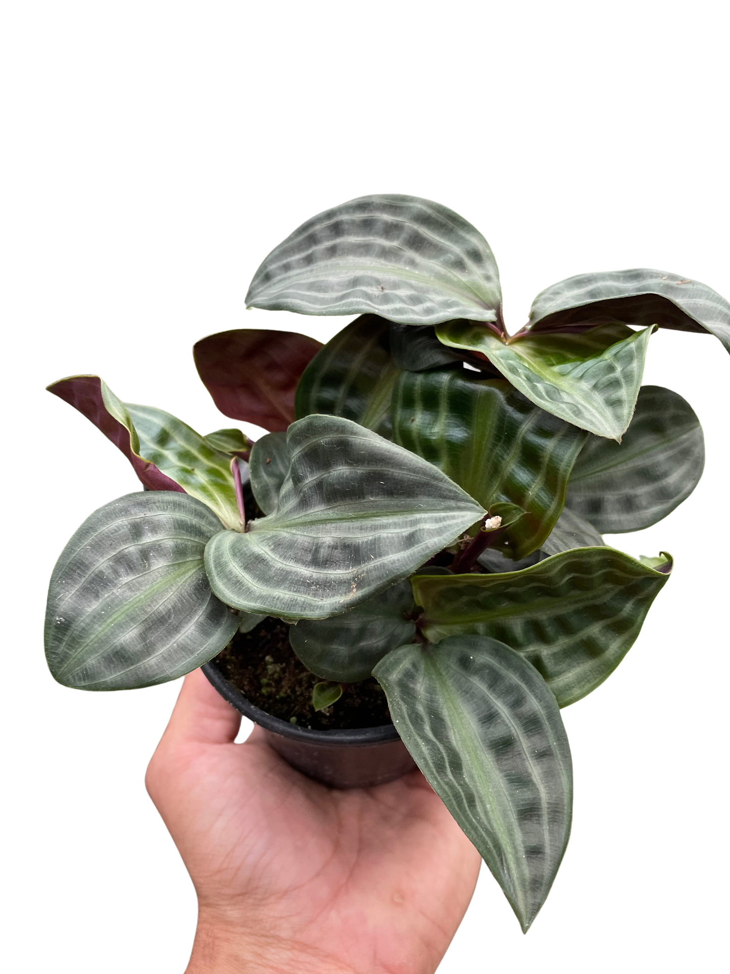 Geogenanthus Seersucker plant with crinkled gray-green leaves and purple undersides in pot on Tampa Home & Garden Store