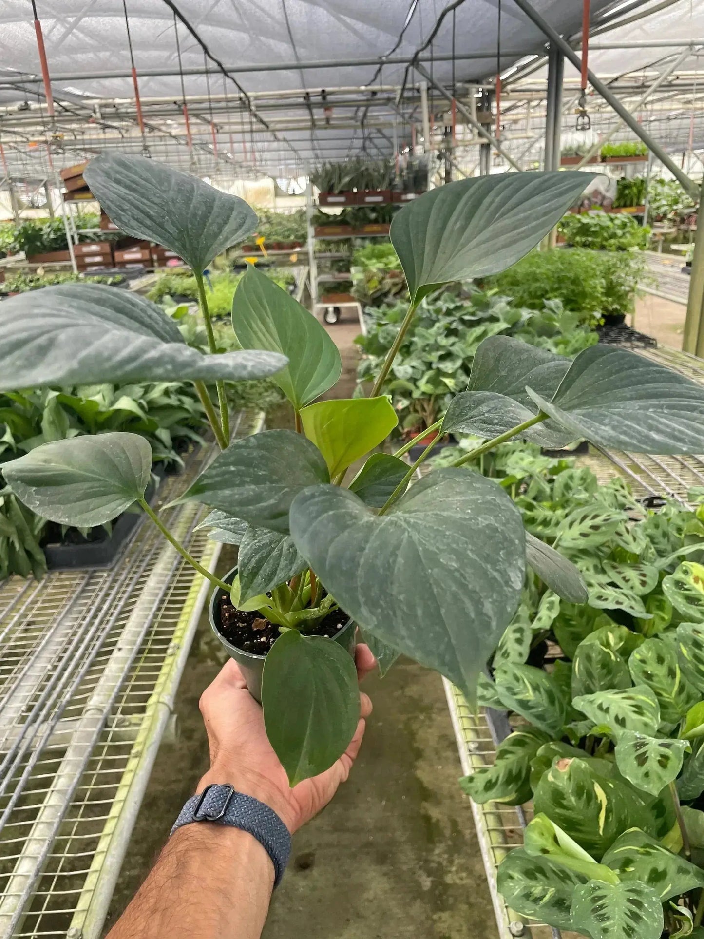 Homalomena 'Emerald Gem' - Tampa Home & Garden Store