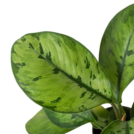 Homalomena Selby Shield Plant Queen of Hearts variegated green leaves, potted houseplant on Tampa Home & Garden Store