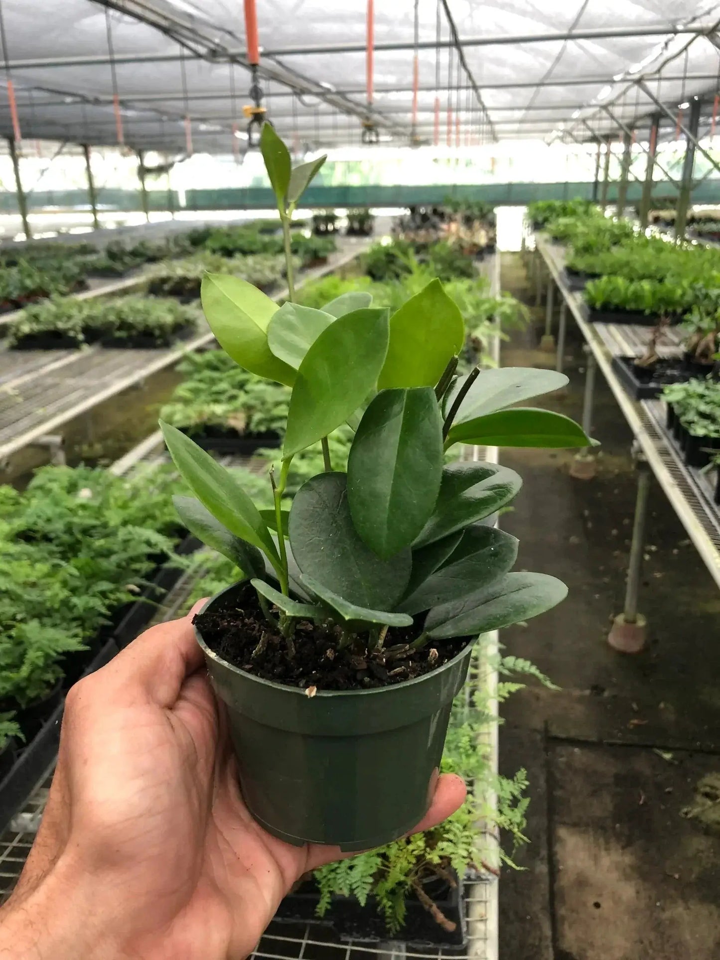 Hoya 'Australis' - Tampa Home & Garden Store