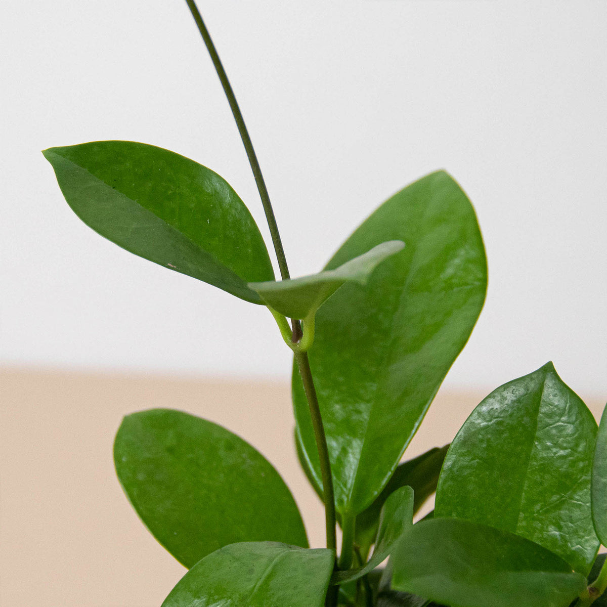 Hoya Australis indoor plant House Plant Shop; glossy green oval leaves on a slender stem on Tampa Home & Garden Store