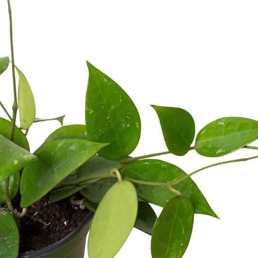 Hoya Sunrise Wax Plant potted indoor plant with glossy green leaves on Tampa Home & Garden Store