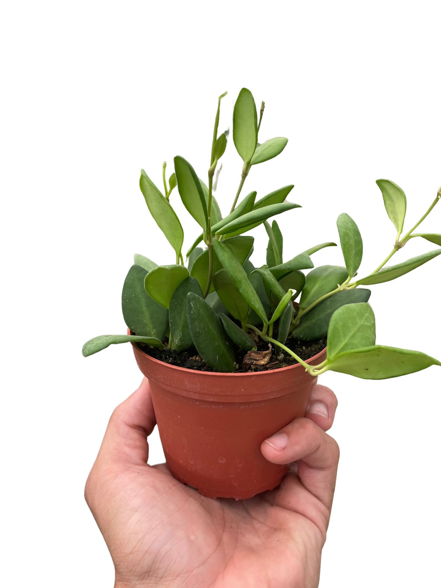 Hoya Chouke Wax Plant in 4in pot with silver-speckled green leaves on Tampa Home & Garden Store